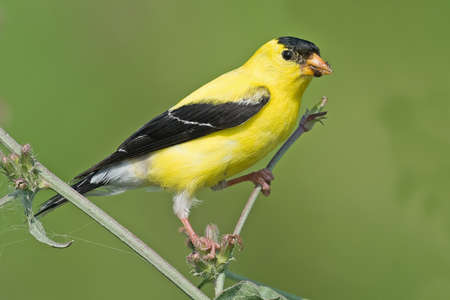 Male American Goldfinch on Branchの写真素材