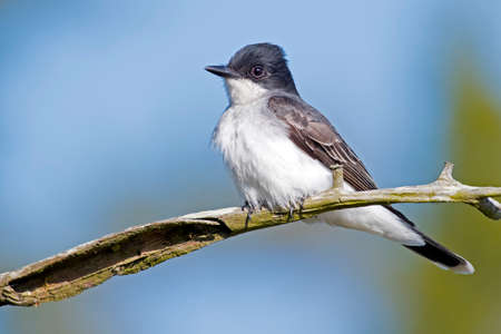 Eastern Kingbird on Branchの写真素材