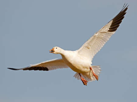 Snow Goose in Flightの写真素材