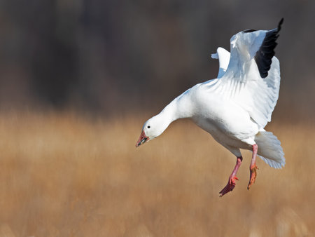 Snow Goose in Flightの写真素材