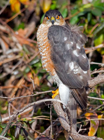 Sharp-shinned Hawkの写真素材