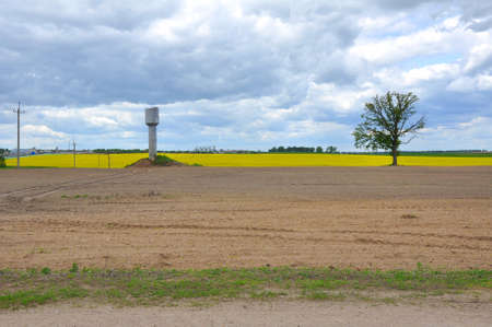 A field of yellow flowers and green grass. Belarusの写真素材