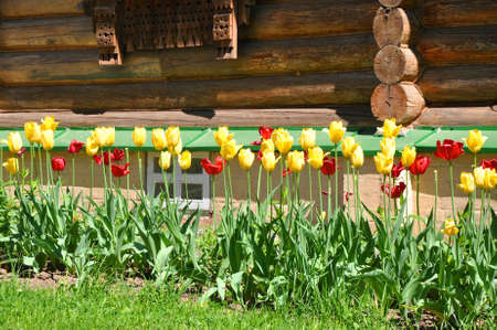 Red and yellow tulips against the wall village house. Museum-Reserve Abramtsevo. Russiaのeditorial素材