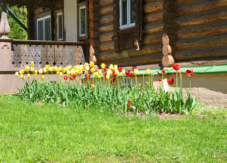Red and yellow tulips at the porch of rural houseのeditorial素材