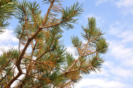 Pine branches and needles on a background of a cloudy skyの写真素材