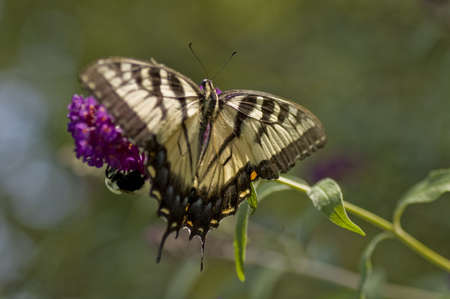 swallowtail butterfly on a flower