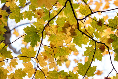 Branch with autumn leaves in the forest. Branch with autumn maple leaves in the morning forest in bright sunlightの写真素材
