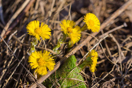 Coltsfoot flowers in the forest, early spring