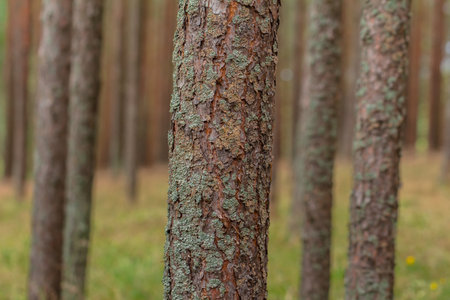 Pine trees in the forest on the Curonian Spit. Many pine trees in a summer forest on the Curonian Spit in sunlightの写真素材