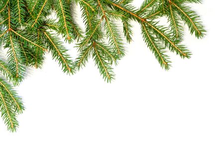 Fresh green fir branches isolated on white backgroundの写真素材