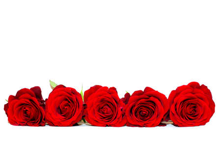 Red roses isolated on whiteの写真素材