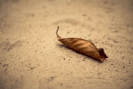 Fallen leafの写真素材