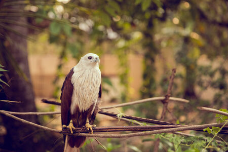 Eagle sitting on a branchの写真素材