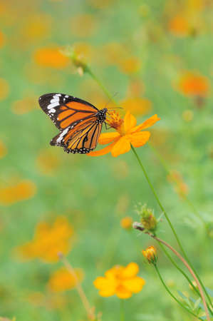 Danaidae butterfly landing on cosmos flowerの写真素材