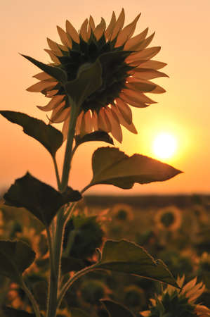 silhouette sunflower with sunriseの写真素材