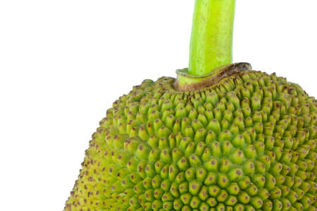 Close up of green jackfriut on white backgroundの写真素材