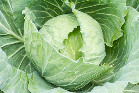 Closeup of fresh cabbage with pattern of leavesの写真素材