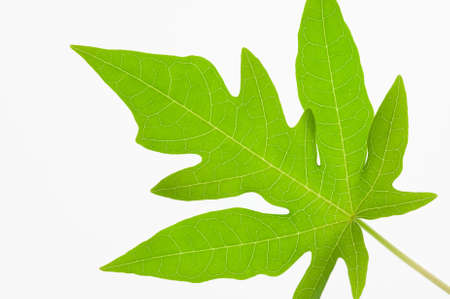 Close up papaya leaf show details of the leaves isolated on white backgroundの写真素材