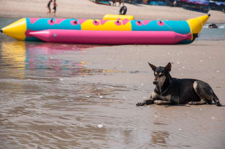 Dogs on the beachの写真素材