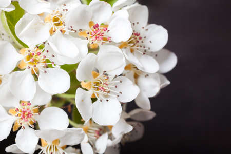 Pear flowers in a vase on a dark background