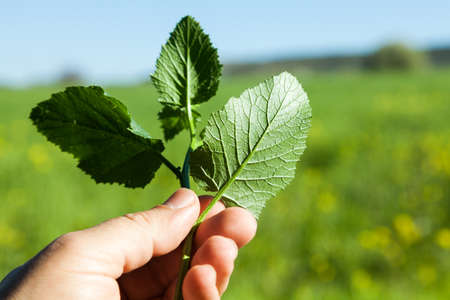 Farmer hands holding a green young plant. Symbol of spring and ecology conceptの写真素材