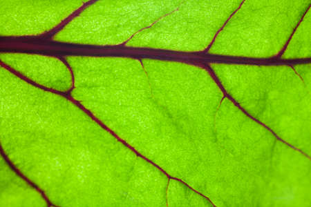 Beetroot leave on white background