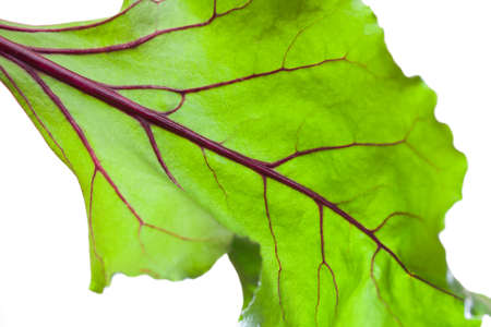 Beetroot leave on white background