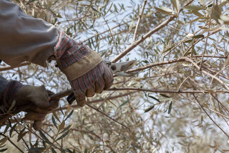Cutting old branches in olive grove