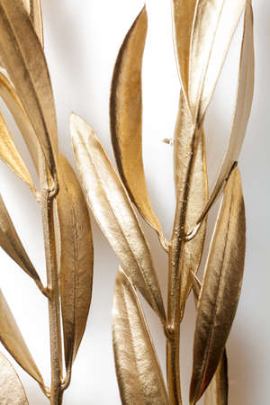 Golden branches of olive tree on white backgroundの写真素材