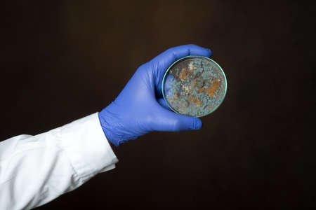Hand in blue glove holds petri dish with Penicillium fungiの写真素材