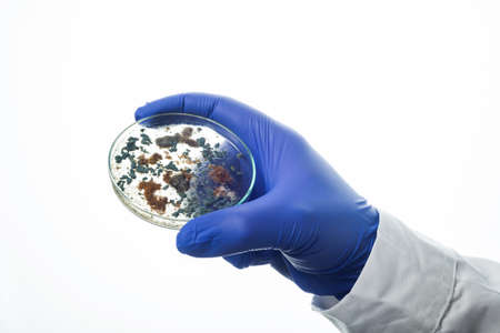 Hand in blue glove holds petri dish with Penicillium fungi