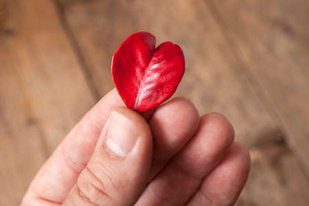 Hand holding a leaf heartの写真素材