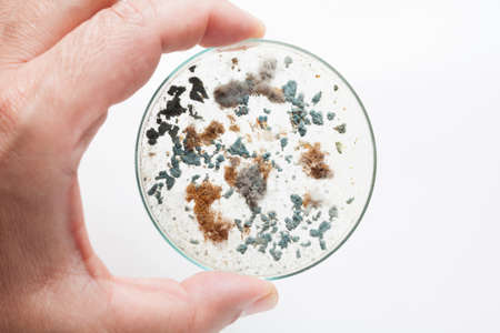 Doctor's hand holds petri dish with mold coloniesの写真素材