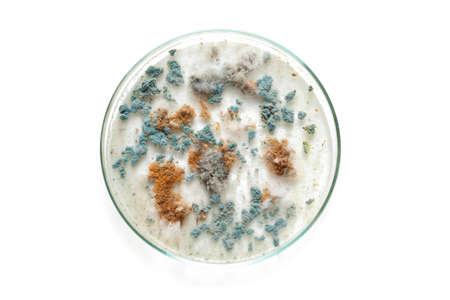 Petri dish with mold colonies isolated on whiteの写真素材