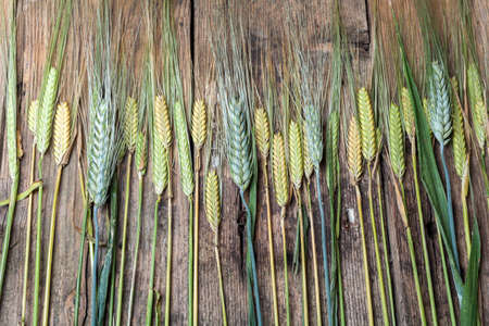 Nearly ripe wheat and barley on wooden tableの写真素材