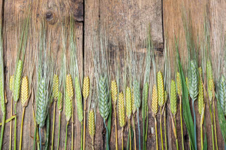 Nearly ripe wheat and barley on wooden tableの写真素材