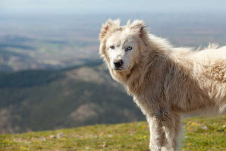 Sheepdog in Greek mountainの写真素材