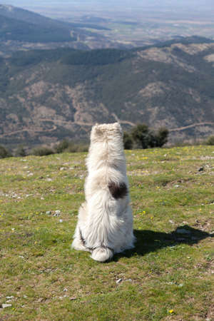 Sheepdog in Greek mountainの写真素材