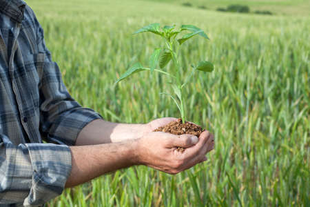 Man hands holding a green young plant. Symbol of spring and ecology concept の写真素材