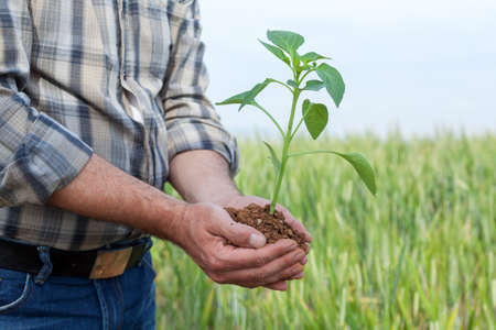 Man hands holding a green young plant. Symbol of spring and ecology concept の写真素材