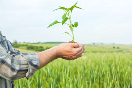 Man hands holding a green young plant. Symbol of spring and ecology concept の写真素材