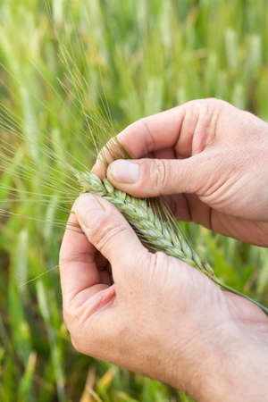 Farmer with wheat in hands. Field of wheat on background. 