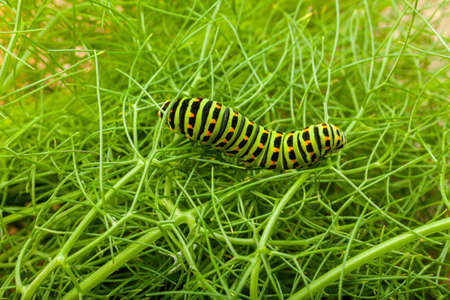 This is a black swallowtail larva on a celery stem (Papilio polyxenes) の写真素材