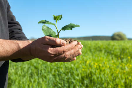 Farmer hands holding a green young plant. Symbol of spring and ecology conceptの写真素材