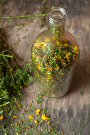 Yellow flowers of hypericum perforatum, St. john's worth の写真素材