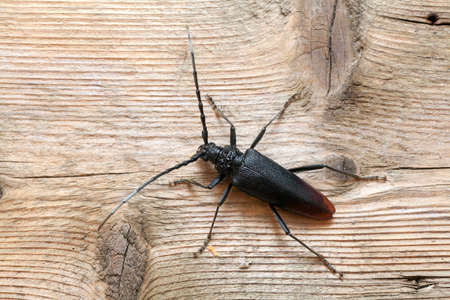 Cerambyx cerdo isolated on wooden backgroundの写真素材