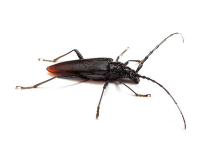 Cerambyx cerdo isolated on white backgroundの写真素材