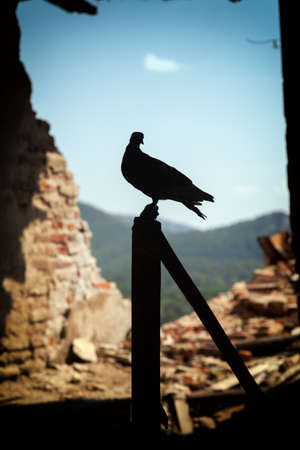 Dove inside a ruined houseの写真素材