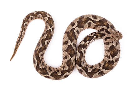Common viper snake isolated on white 