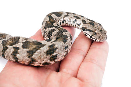 Common viper snake on human hand isolated on white の写真素材
